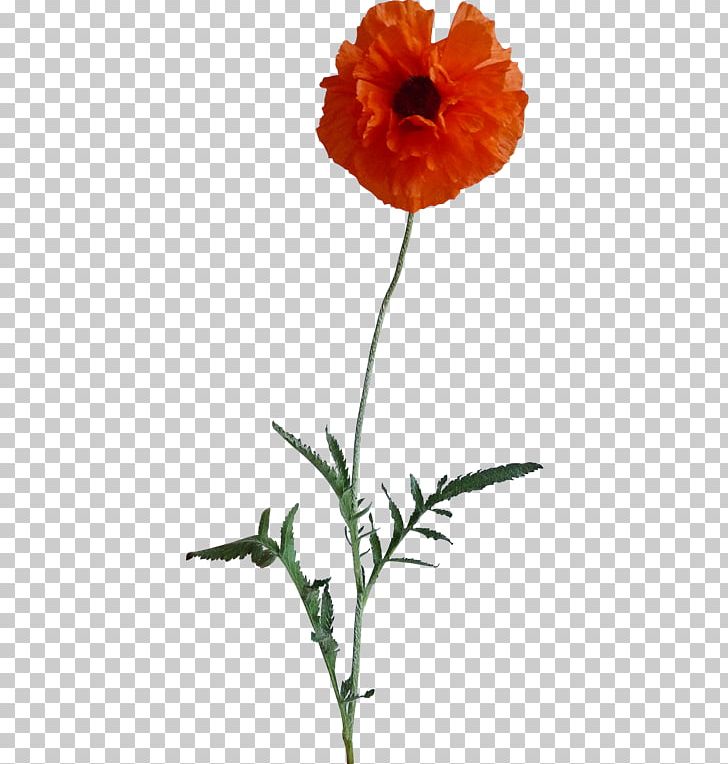 Poppy Flower Frames PNG, Clipart, Annual Plant, Author, Coquelicot, Flower, Flowering Plant Free PNG Download