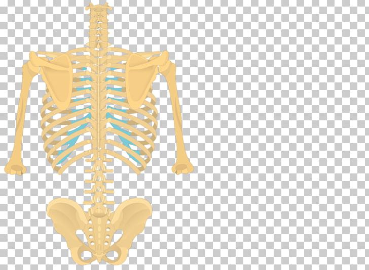 Lumbar Vertebrae Longissimus Thoracic Vertebrae Vertebral Column Anatomy PNG, Clipart, Anatomy, Body Jewelry, Bone, Cervical Vertebrae, Human Anatomy Free PNG Download