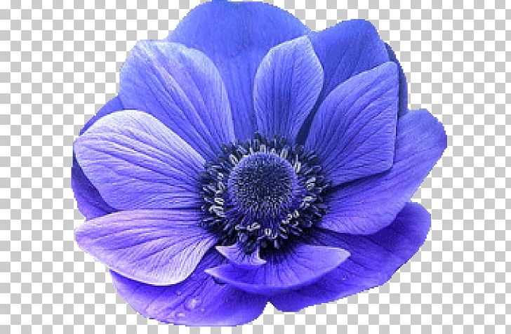 Snapdragon Flower Photography PNG, Clipart, Anemone, Annual Plant, Banco De Imagens, Blue, Cobalt Blue Free PNG Download