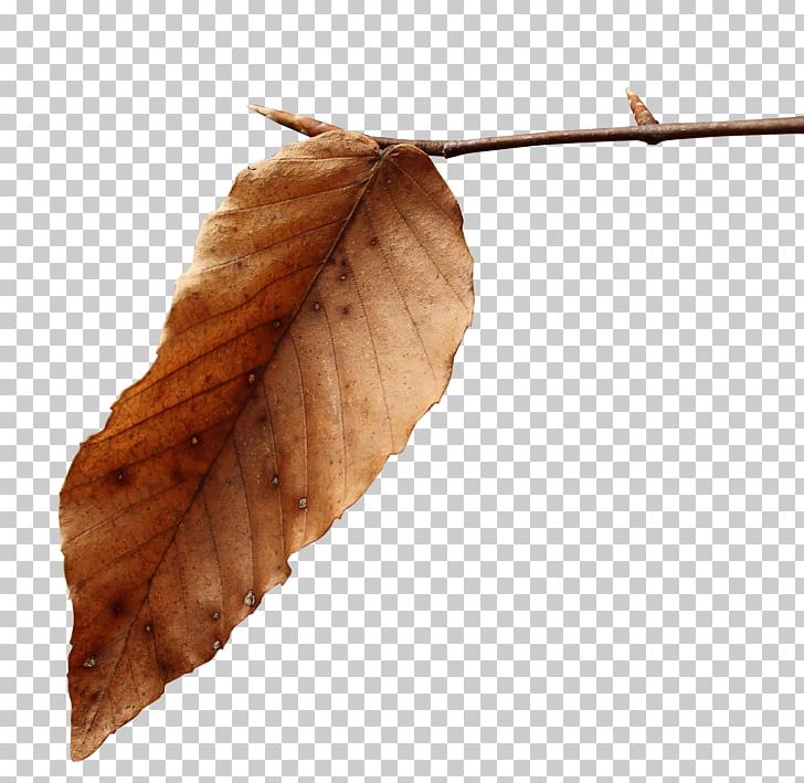 Wood /m/083vt Leaf PNG, Clipart, Cessna O 1 Bird Dog, Leaf, M083vt, Nature, Twig Free PNG Download