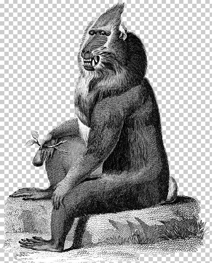 Zoological Lectures Delivered At The Royal Institution; Mammal Engraving Cat Printing PNG, Clipart, Baboons, Bat, Black And White, Carnivoran, Cat Free PNG Download