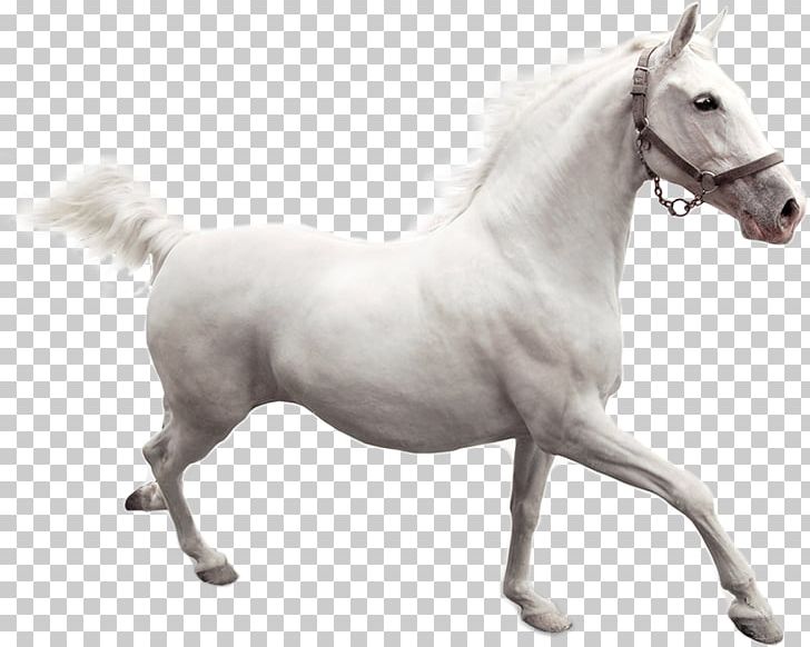 American Paint Horse Camargue Horse Mustang Desktop Stallion PNG, Clipart, American Paint Horse, Animal, Animal Feed, Black, Bridle Free PNG Download