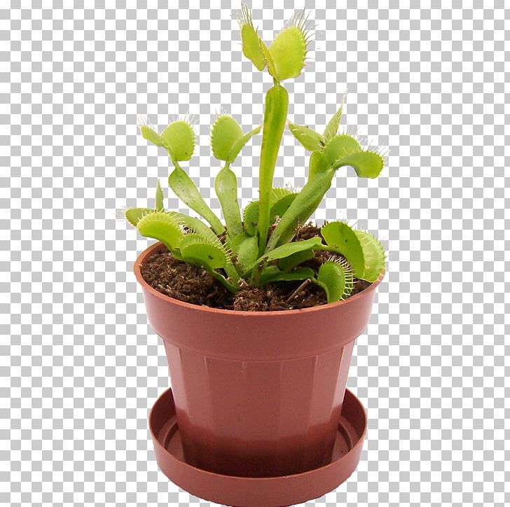 Venus Flytrap Carnivorous Plant Terrarium Reptile PNG, Clipart, Carnivore, Carnivorous Plant, Eating, Flowerpot, Fly Free PNG Download