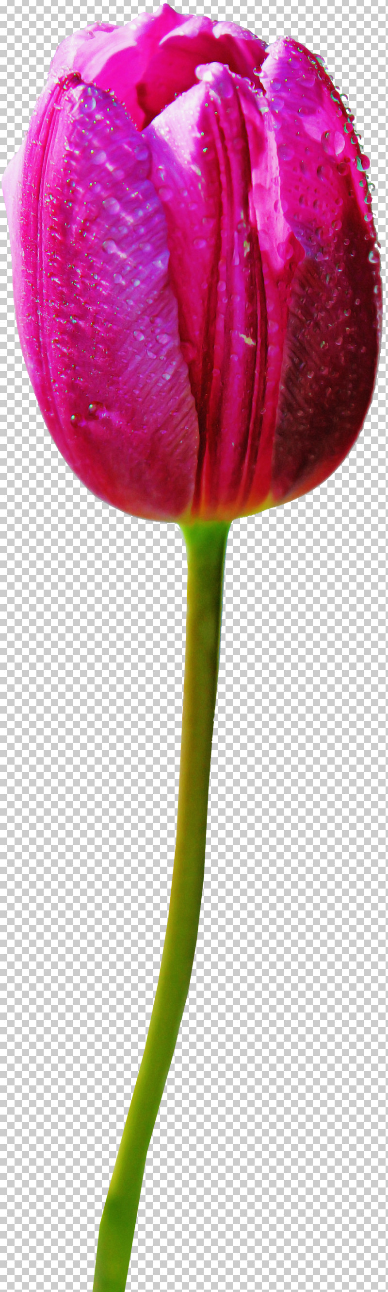 Flower Plant Stem Plant Pedicel Tulip PNG, Clipart, Bud, Closeup, Cut Flowers, Flower, Lily Family Free PNG Download