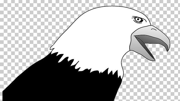 Bald Eagle Bird PNG, Clipart, Bald Eagle, Beak, Bird, Bird Of Prey, Black And White Free PNG Download