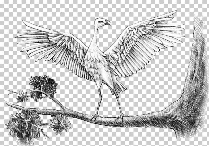 Bird Duck Drawing Sketch PNG, Clipart, Animal, Animals, Artwork, Beak, Bird Free PNG Download