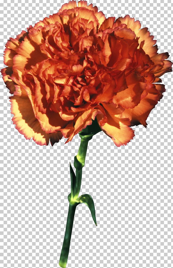 Carnation Dianthus Chinensis Cut Flowers PNG, Clipart, Carnation, Color, Cut Flowers, Dianthus Chinensis, Flower Free PNG Download