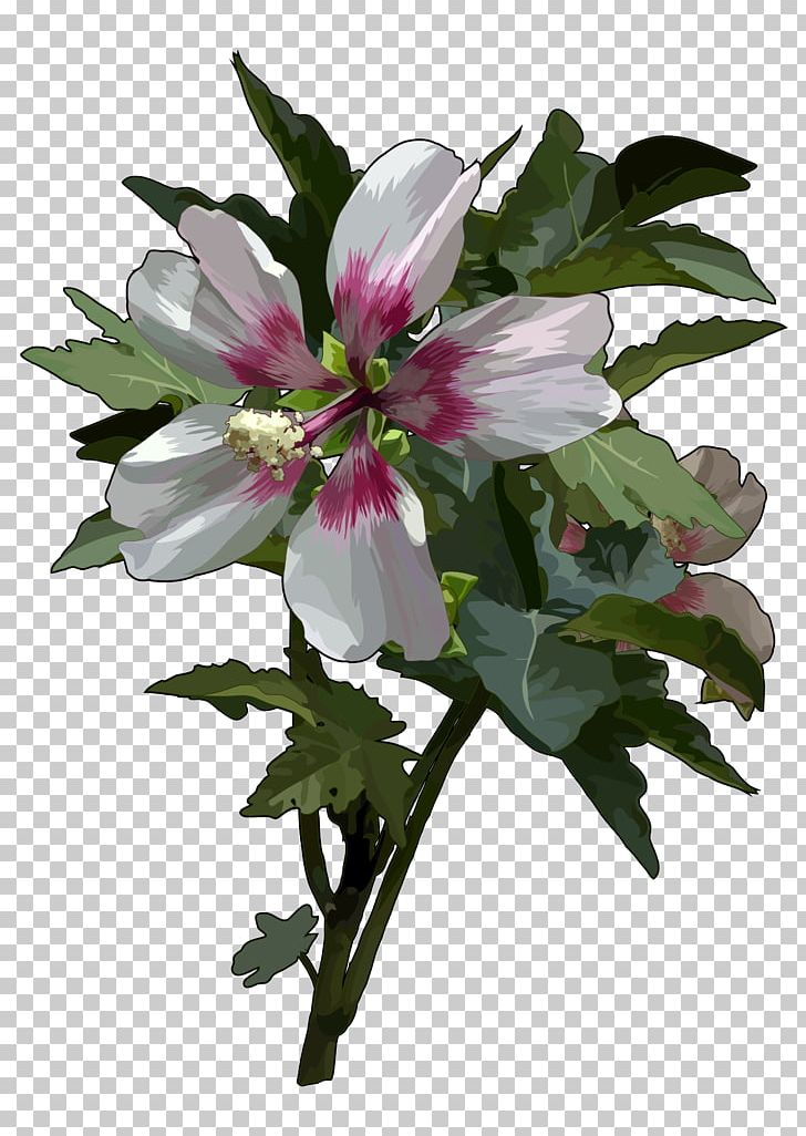 Malva Acerifolia Mallow Calle Malva De Risco Shrub Nature PNG, Clipart, Alstroemeriaceae, Annual Plant, Canary Islands, Cut Flowers, Dragon Tree Free PNG Download