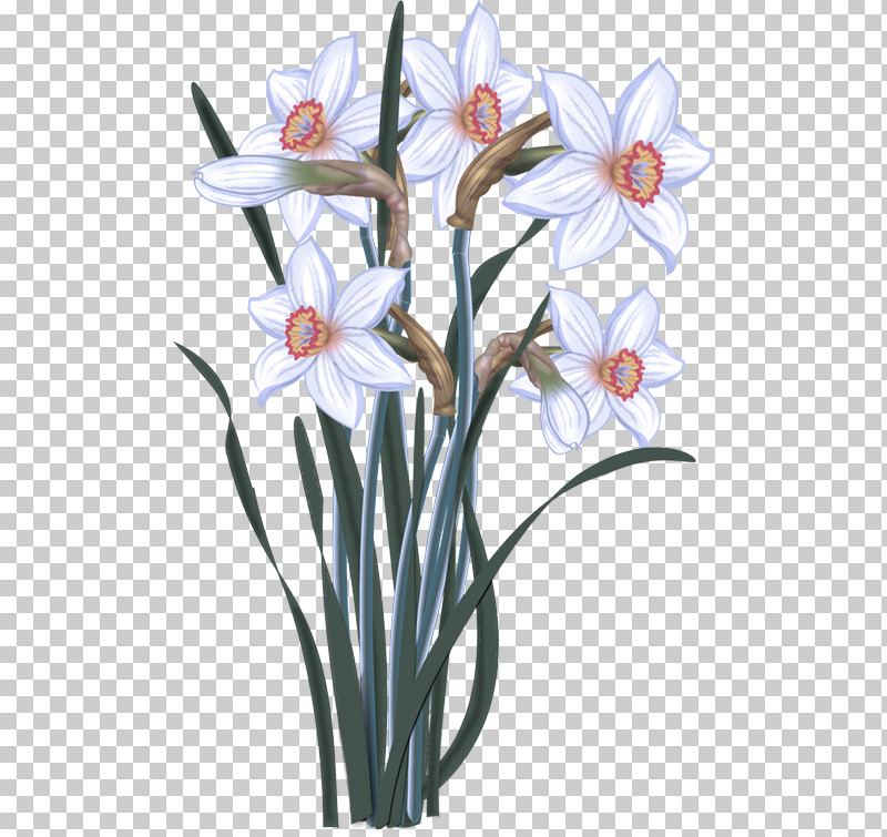 Watercolor Painting Daffodil Drawing Painting Plants PNG, Clipart, Amaryllidaceae, Daffodil, Drawing, Paint, Painting Free PNG Download