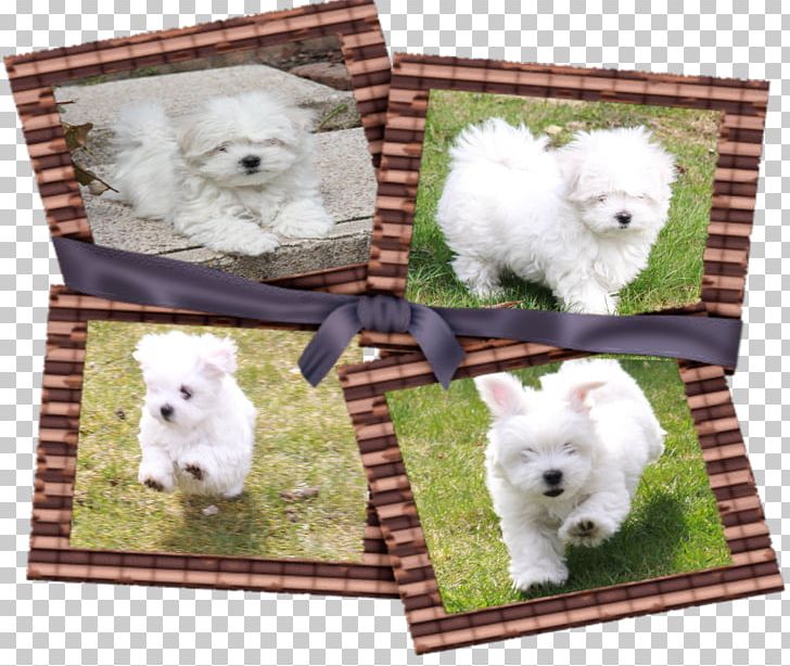 Dog Breed West Highland White Terrier Samoyed Dog Non-sporting Group Alpaca PNG, Clipart, Alpaca, Breed, Breed Group Dog, Carnivoran, Crossbreed Free PNG Download