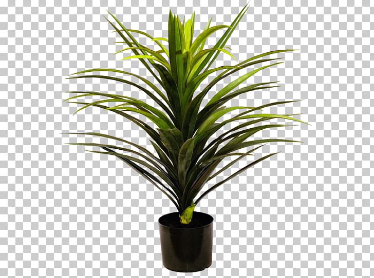 Dragon Tree Fiddle-leaf Fig Arecaceae Plant PNG, Clipart, Albizia Julibrissin, Arecaceae, Arecales, Dracaena, Dracaena Reflexa Var Angustifolia Free PNG Download