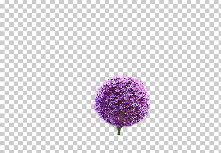 Purple Coppenrath Publisher Pattern PNG, Clipart, Beautiful, British, Coppenrath, Dandelion, Dandelions Free PNG Download