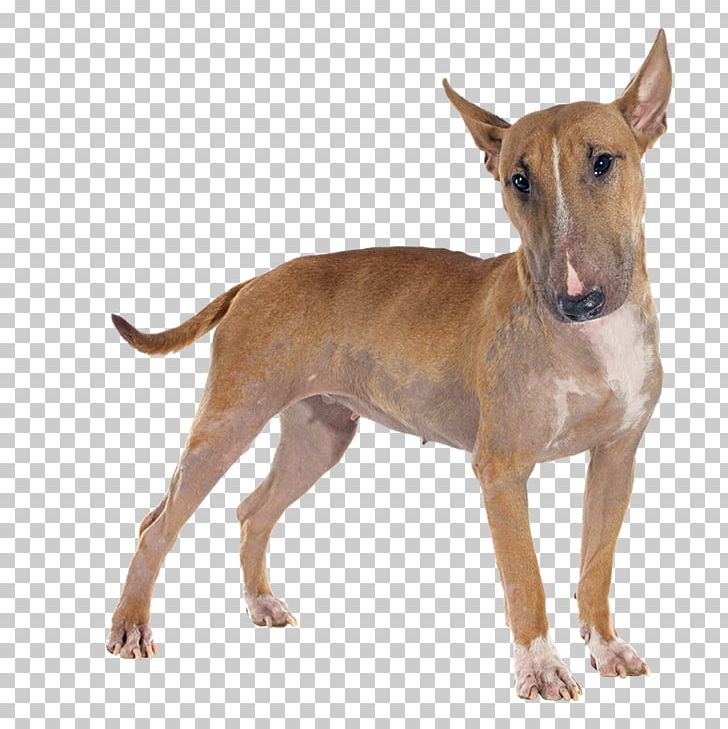 Bull Terrier (Miniature) Yorkshire Terrier Dalmatian Dog Staffordshire Bull Terrier PNG, Clipart, American Kennel Club, American Pit Bull Terrier, Animal, Animals, Bull Terrier Free PNG Download
