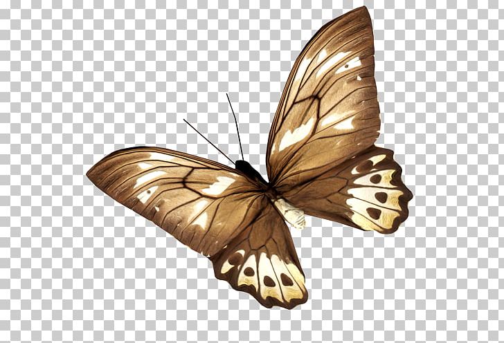 Monarch Butterfly Brush-footed Butterflies Moth PNG, Clipart, 2003, Arthropod, Brush Footed Butterfly, Butterflies And Moths, Butterfly Free PNG Download