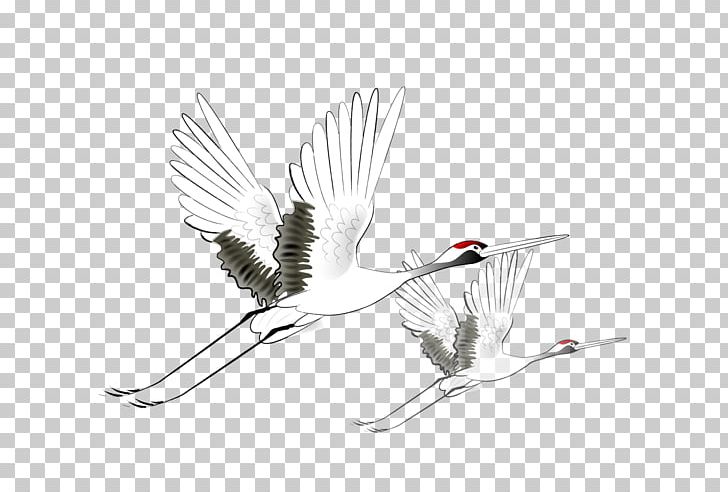 Crane Bird Flight PNG, Clipart, Animal, Beak, Bird, Birds, Black And White Free PNG Download