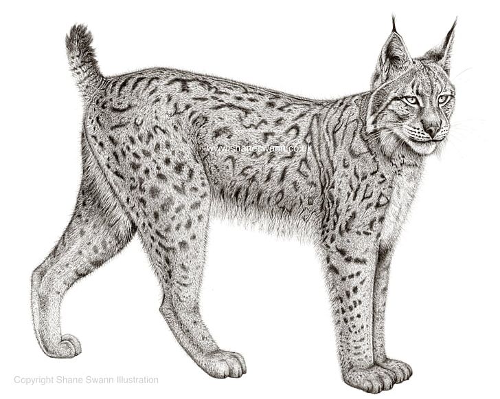 Eurasian Lynx Felidae Bobcat Canada Lynx Iberian Lynx PNG, Clipart, Animal, Animals, Asian, Big Cats, California Spangled Free PNG Download