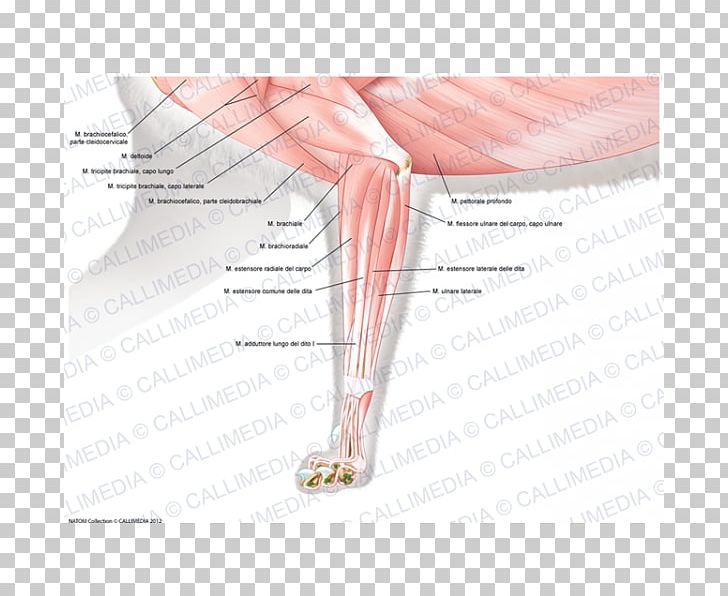 Finger Elbow Muscle Forearm Anatomy PNG, Clipart, Abdomen, Anatomy, Angle, Arm, Deltoid Muscle Free PNG Download