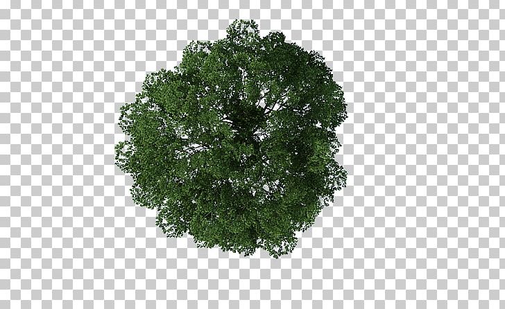 Leaf Vegetable PNG, Clipart, Bang, Cay, Chia, Grass, Leaf Free PNG Download