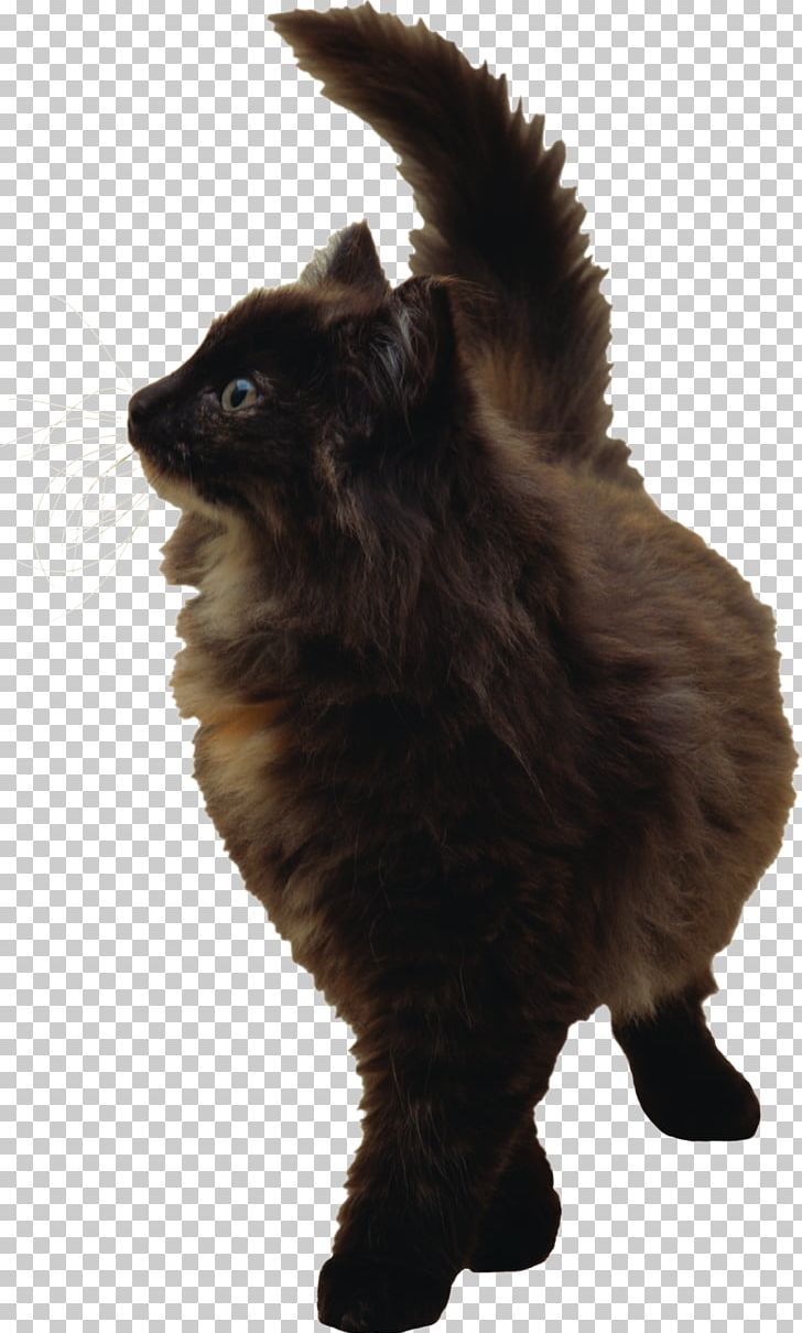 Cat German Spitz Mittel Pomeranian Pet PNG, Clipart, Animal, Animals, Black Cat, Carnivoran, Cat Free PNG Download