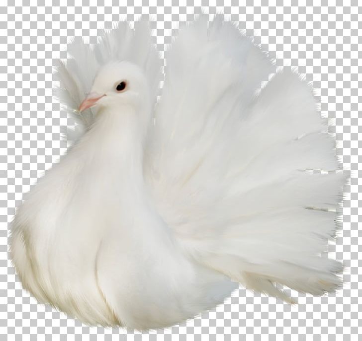 Columbidae Bird PNG, Clipart, Animals, Beak, Bird, Chicken, Columbidae Free PNG Download