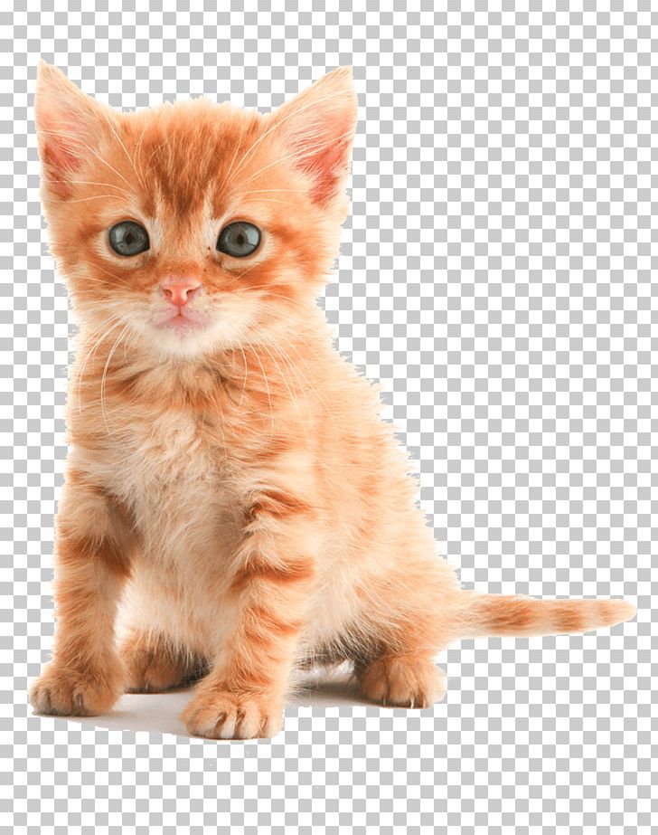 Kitten Tabby Cat Puppy Dog PNG, Clipart, American Shorthair, American Wirehair, Animals, Breed, Carnivoran Free PNG Download