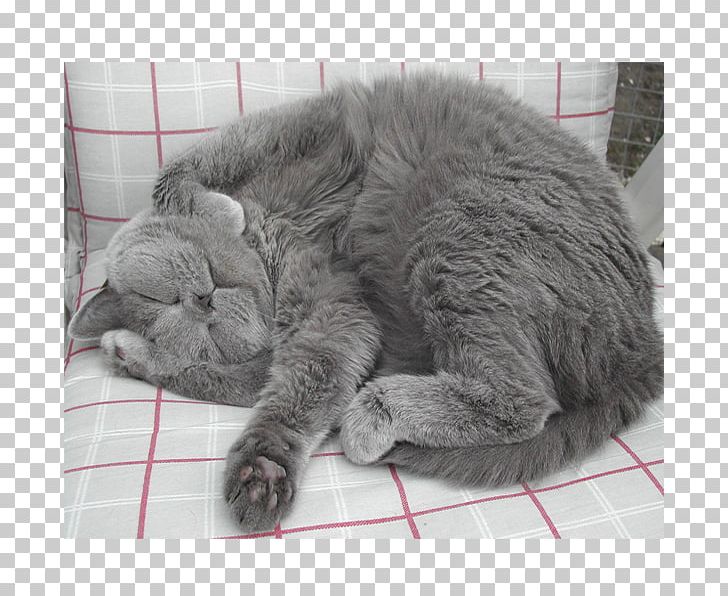 Russian Blue British Shorthair Chartreux European Shorthair