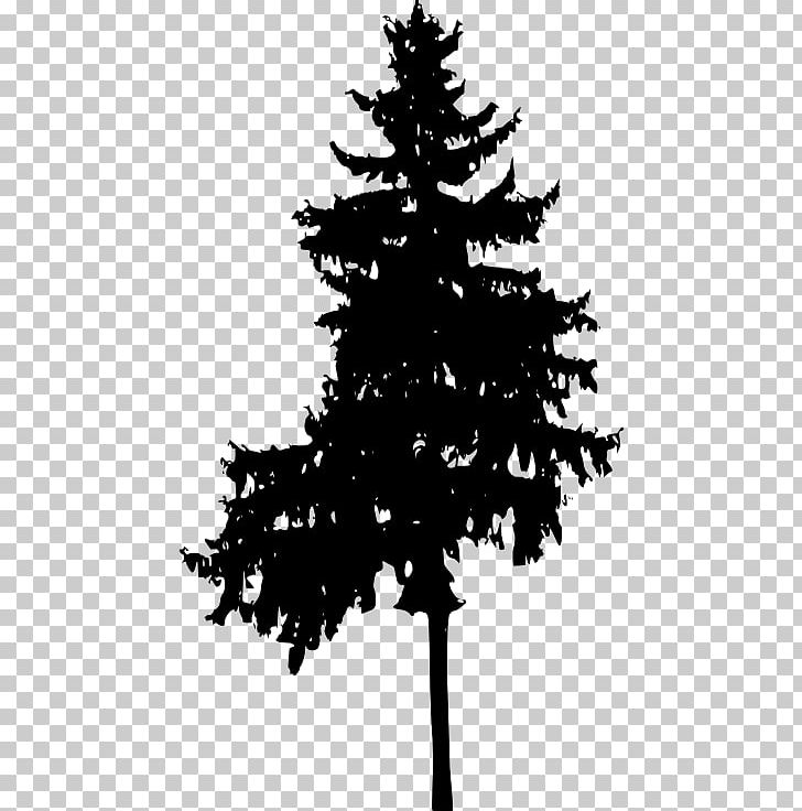 Spruce Pine Fir PNG, Clipart, Austral Pacific Energy Png Limited, Black And White, Branch, Christmas Decoration, Christmas Ornament Free PNG Download