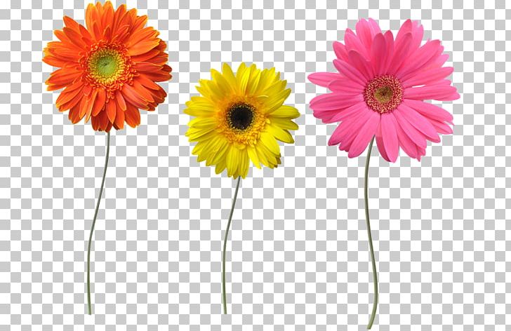 Transvaal Daisy Stock Photography PNG, Clipart, Can Stock Photo, Cut Flowers, Daisy Family, Darkness, Flower Free PNG Download