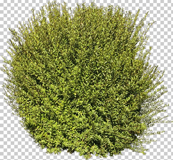 Tree Shrub Plant PNG, Clipart, 3d Computer Graphics, Autodesk 3ds Max, Biome, Bushes, Color Free PNG Download
