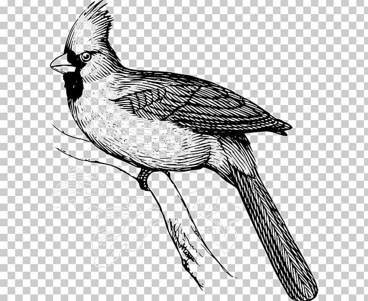 Bird St. Louis Cardinals Drawing Line Art Northern Cardinal PNG, Clipart, Animals, Art, Artwork, Beak, Bird Free PNG Download