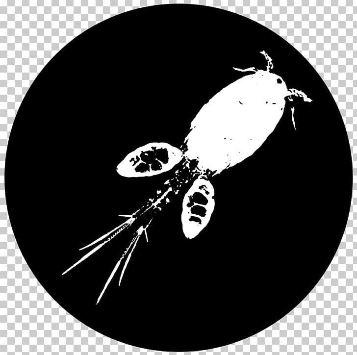 Copepod Daphnia Magna Panagrellus Redivivus Fruit Flies Moina PNG, Clipart, Black And White, Carolina Biological Supply Company, Com, Common Fruit Fly, Common Water Fleas Free PNG Download