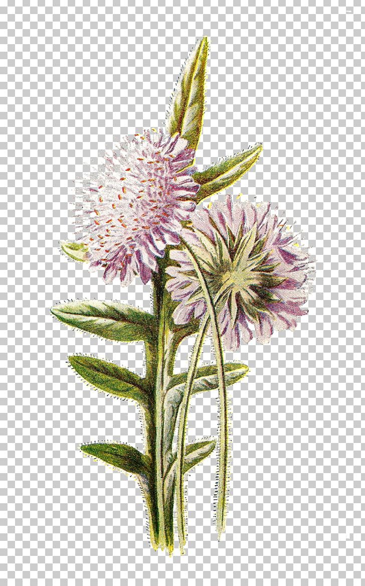Familiar Wild Flowers Wildflower Desktop PNG, Clipart, Artichoke Thistle, Blog, Burdock, Digital Scrapbooking, Download Free PNG Download
