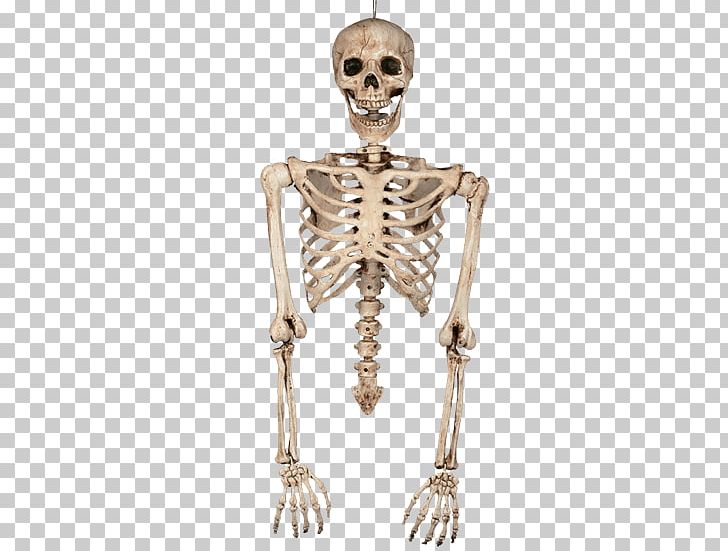 Human Skeleton Bone Torso Human Body PNG, Clipart, Arm, Bone, Carpal Bones, Carpal Tunnel, Fantasy Free PNG Download
