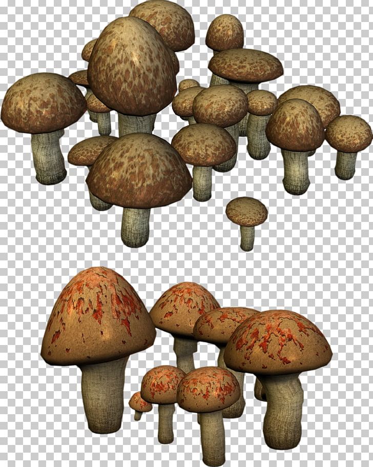 Shiitake Fungus Medicinal Fungi Matsutake Mushroom PNG, Clipart, Agaricaceae, Edible Mushroom, Fungus, Ingredient, Matsutake Free PNG Download