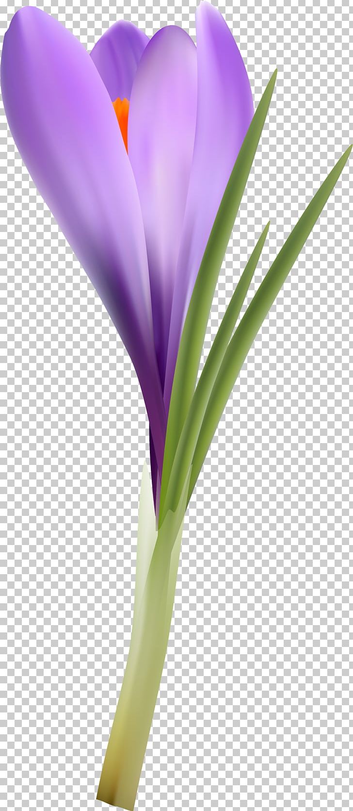 Flowering Plant Violet Lilac Purple Lavender PNG, Clipart, Crocus, Family, Flower, Flowering Plant, Iridaceae Free PNG Download