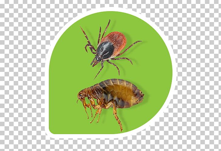 Lawn Insect Flea Pest Control PNG, Clipart, Arthropod, Bee, Blog, Flea, Greenmark Lawncare Free PNG Download