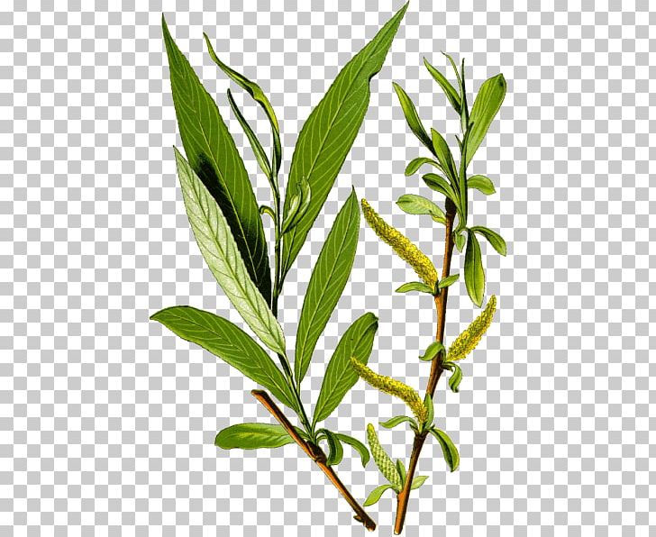 Salix Alba Bark Tree Salix Fragilis Weeping Willow PNG, Clipart, Aspirin, Bark, Botany, Branch, Herb Free PNG Download