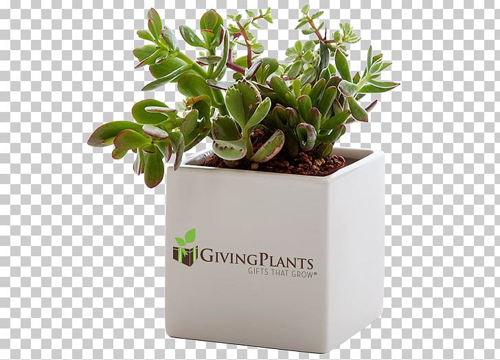 Houseplant Gift Flowerpot Succulent Plant PNG, Clipart,  Free PNG Download