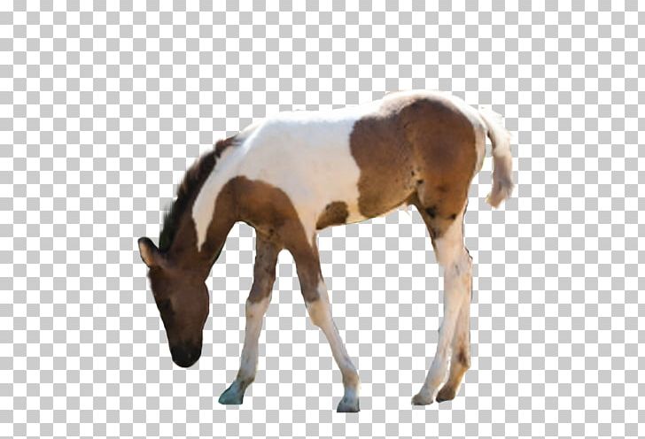 Mare Foal Mustang Stallion Colt PNG, Clipart, Animal Figure, Atlar, At Resimleri, Colt, Foal Free PNG Download