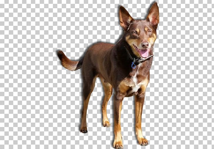 Ormskirk Terrier Australian Kelpie Jack's K9 Place Boarding Kennels And Cattery Australian Cattle Dog PNG, Clipart,  Free PNG Download