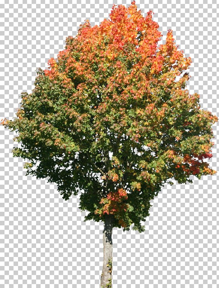 Tree Maple Texture Mapping 3D Computer Graphics PNG, Clipart, 3d Computer Graphics, Branch, Evergreen, Fir, Giant Sequoia Free PNG Download