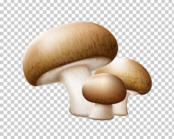 Common Mushroom Edible Mushroom PNG, Clipart, 3d Three Dimensional Flower, Agaricaceae, Agaricomycetes, Agaricus, Amanita Free PNG Download