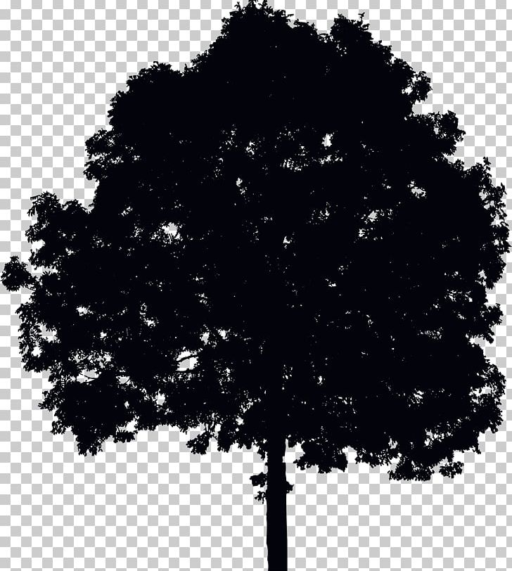 Tree Ecology Photography PNG, Clipart, Antimony Trisulfide, Black, Black And White, Broadleaved Tree, Deciduous Free PNG Download