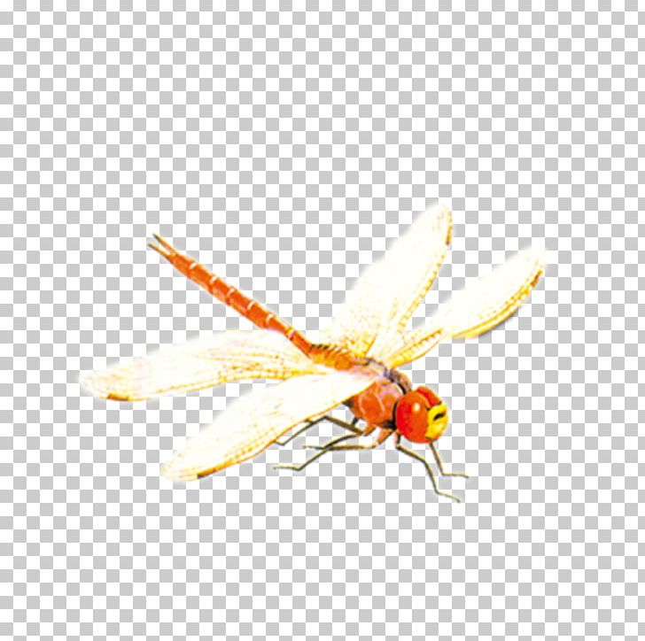 Bee Insect Dragonfly PNG, Clipart, Adobe Illustrator, Arthropod, Bee, Download, Dragonfly Free PNG Download