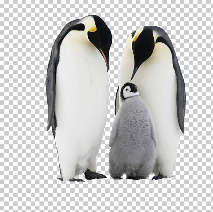 Chinstrap Penguin Antarctica Adxe9lie Penguin PNG, Clipart, Adxe9lie Penguin, Ant, Antarctic, Arctic, Beak Free PNG Download