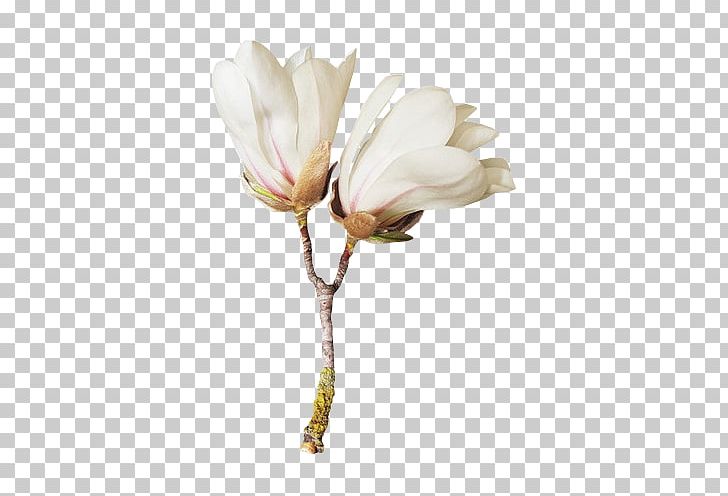 Flower Blog PNG, Clipart, Animaatio, Blog, Blossom, Branch, Bud Free PNG Download
