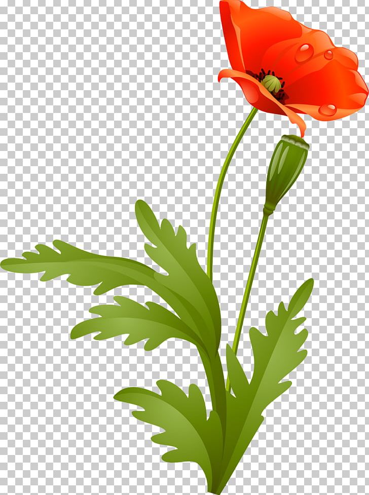 Flower Poppy Petal Plant Stem PNG, Clipart, Blume, Cicek, Cicek Resimleri, Cut Flowers, Flora Free PNG Download