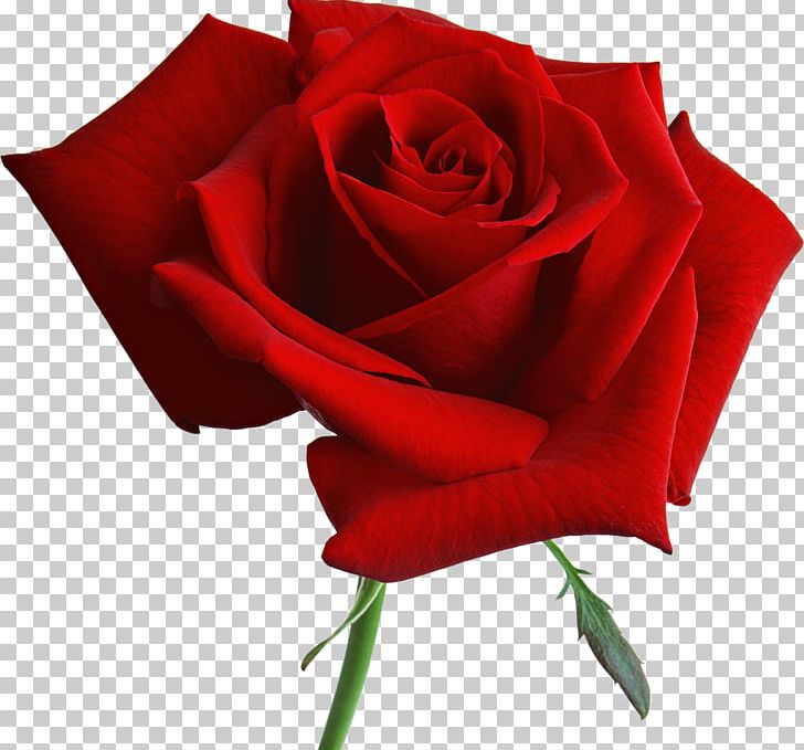 Garden Roses Blue Rose Flower PNG, Clipart, Blue, Blue Rose, Closeup, Cut Flowers, Fleur Free PNG Download