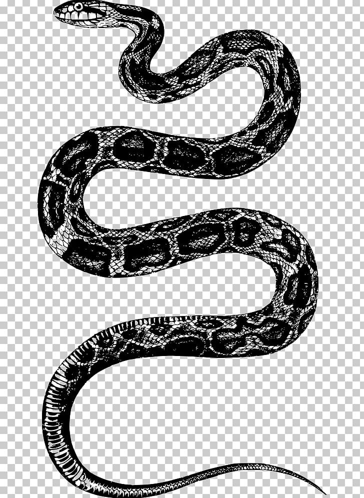 Rattlesnake PNG, Clipart, Animals, Art, Black And White, Boa Constrictor, Boas Free PNG Download