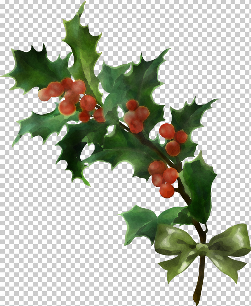 Holly PNG, Clipart, American Holly, Branch, Chinese Hawthorn, Flower, Hawthorn Free PNG Download